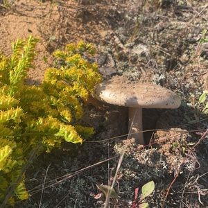 Meet your Posher, Eleri